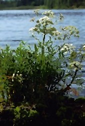 cicuta